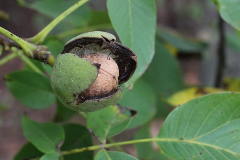 Come Coltivare il Noce nell'Orto